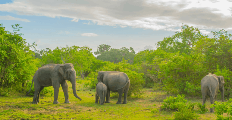 Sri Lanka