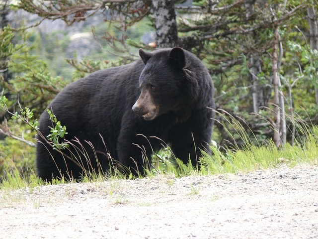 black-bear Canada |Wildlife in Canada | where to see bears in Canada