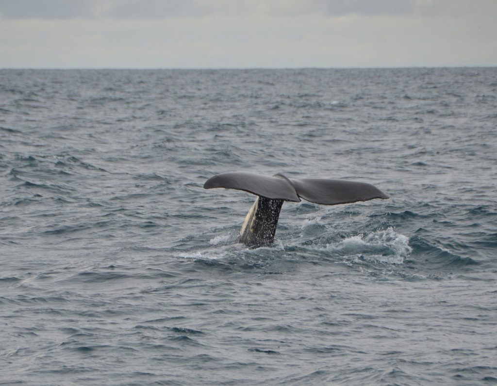 Whale watching in norway