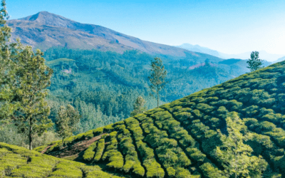 Complete Guide: Ernakulam To Munnar By Bus