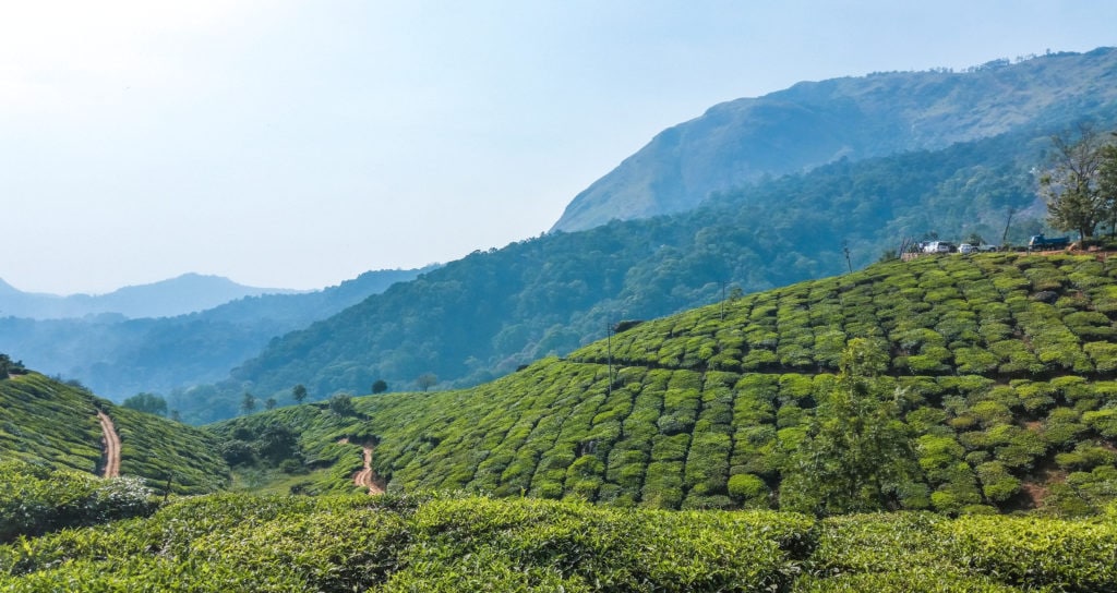 Munnar, Tea Plantations, Kerala