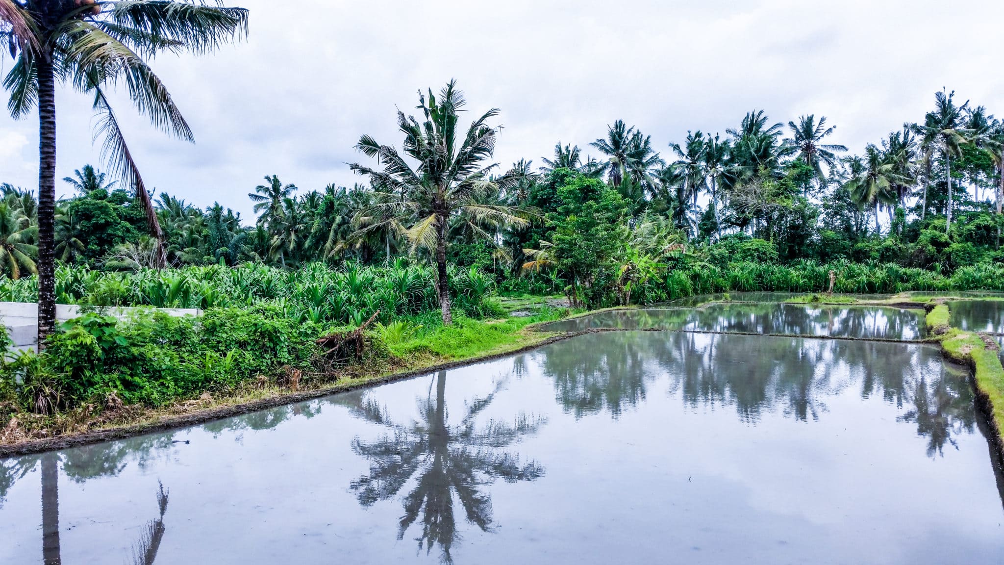 Life In Bali 