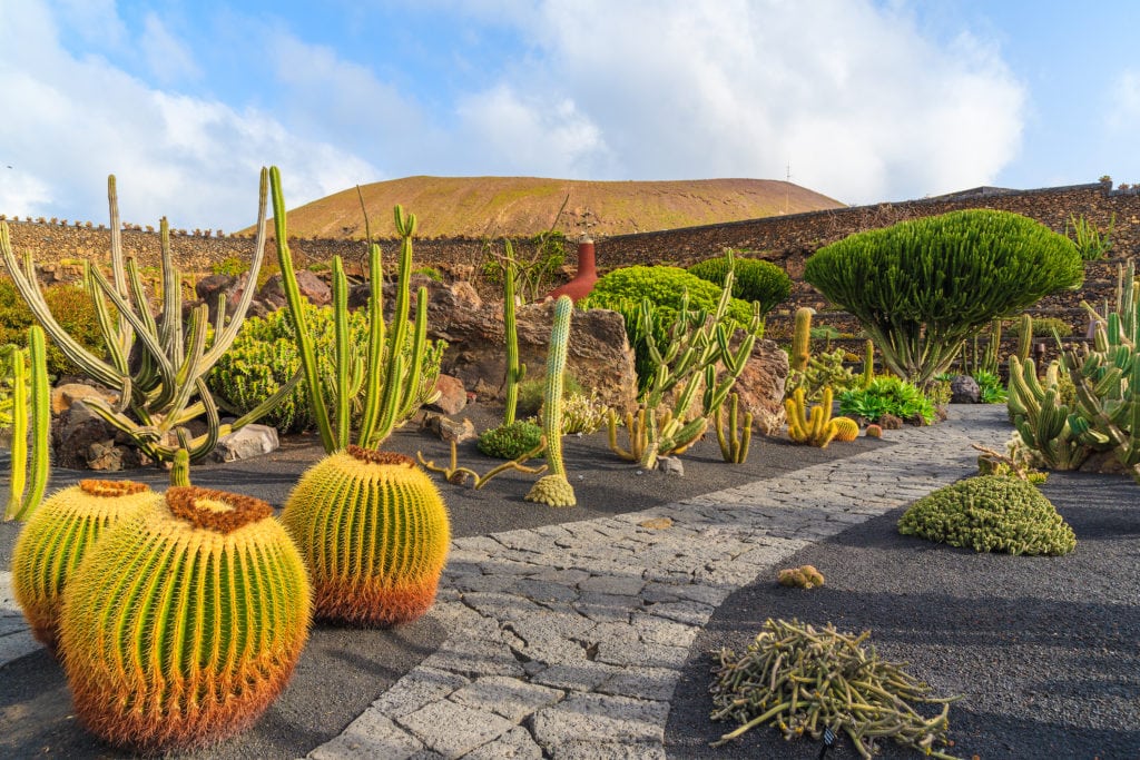 Cactus garden, Lanzarote, Canary Islands, Spain