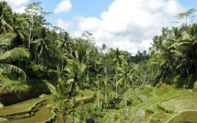 Perfect 3 Days In Ubud Itinerary