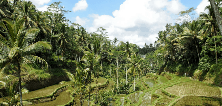 Perfect 3 Days In Ubud Itinerary