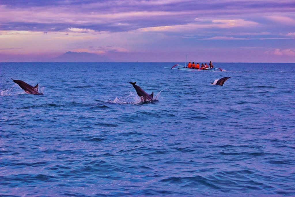 Lovina Dolphins Bali