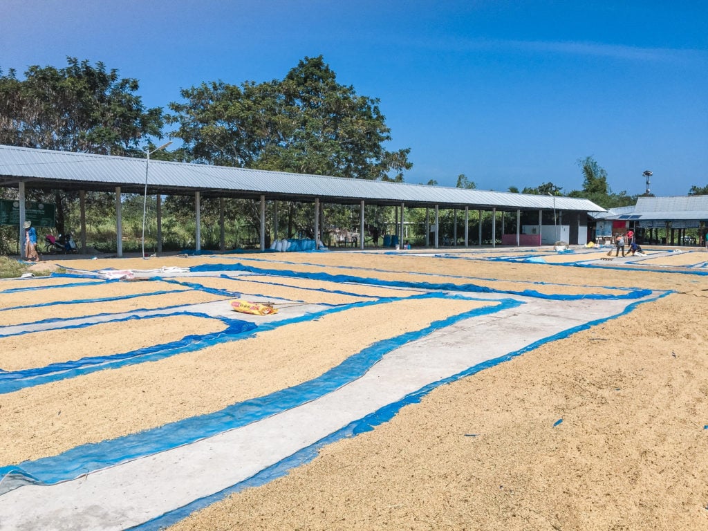 Drying Rice in Thailand