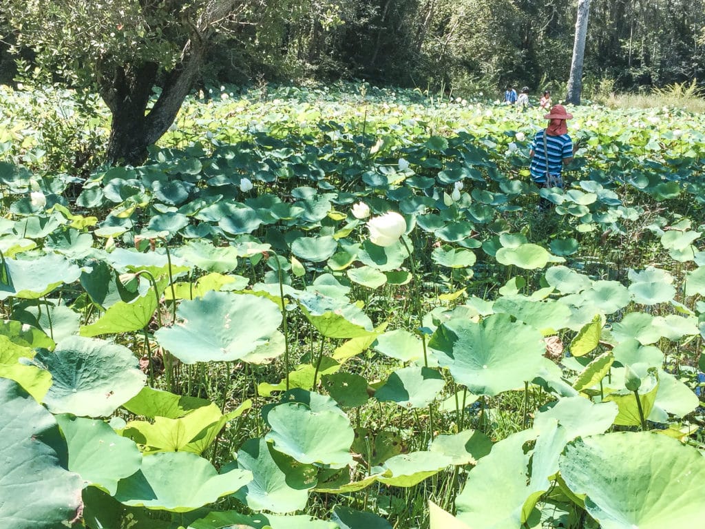 Ubon Ratchathani Lotus Farm Thailand