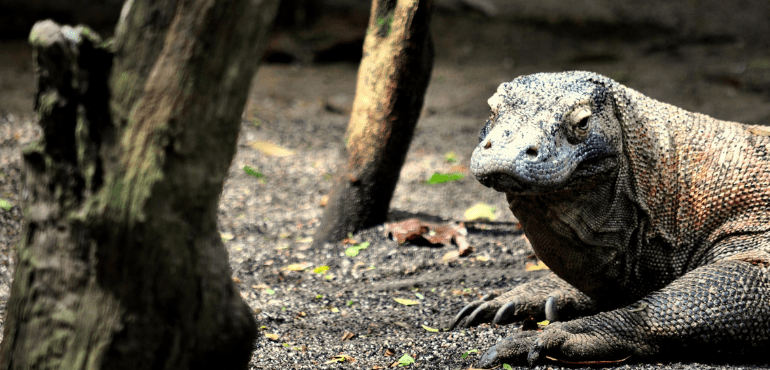 Where To See Komodo Dragons (Rinca Or Komodo?)