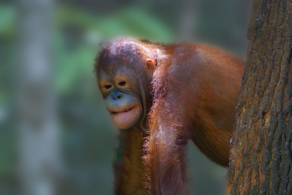 orangutans borneo