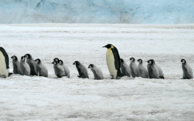 Best Wildlife Experiences In The World