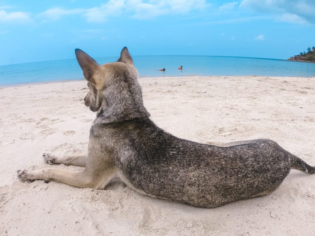 Bottle Beach Koh Phangan | dog on the beach