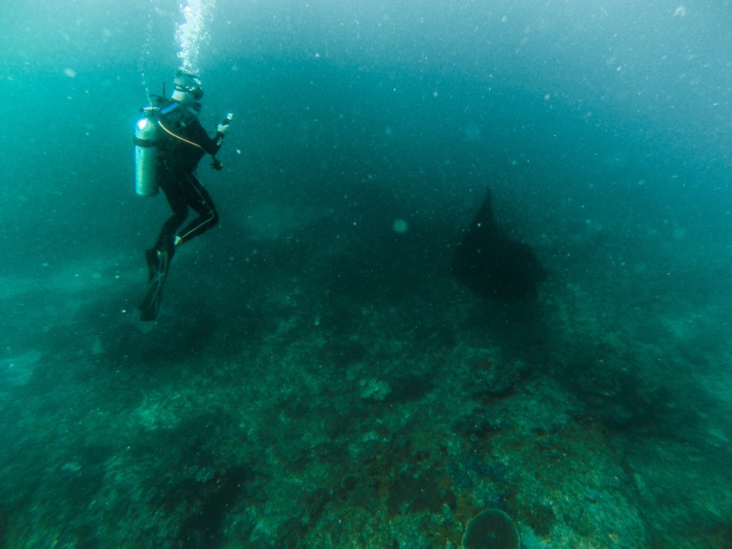 Manta rays nusa penida