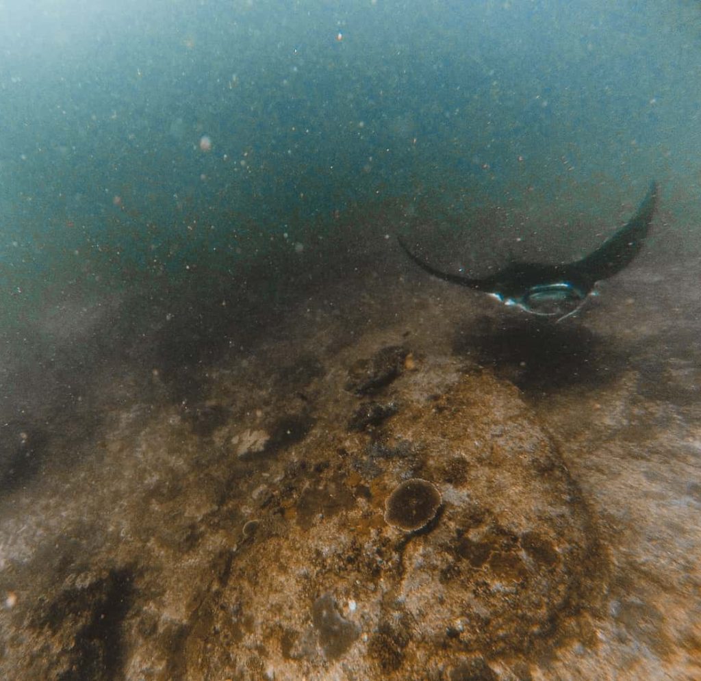 diving in nusa penida