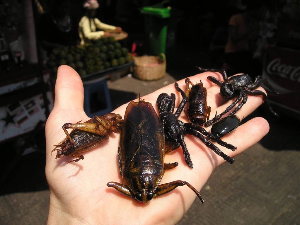 Fried insects Cambodia