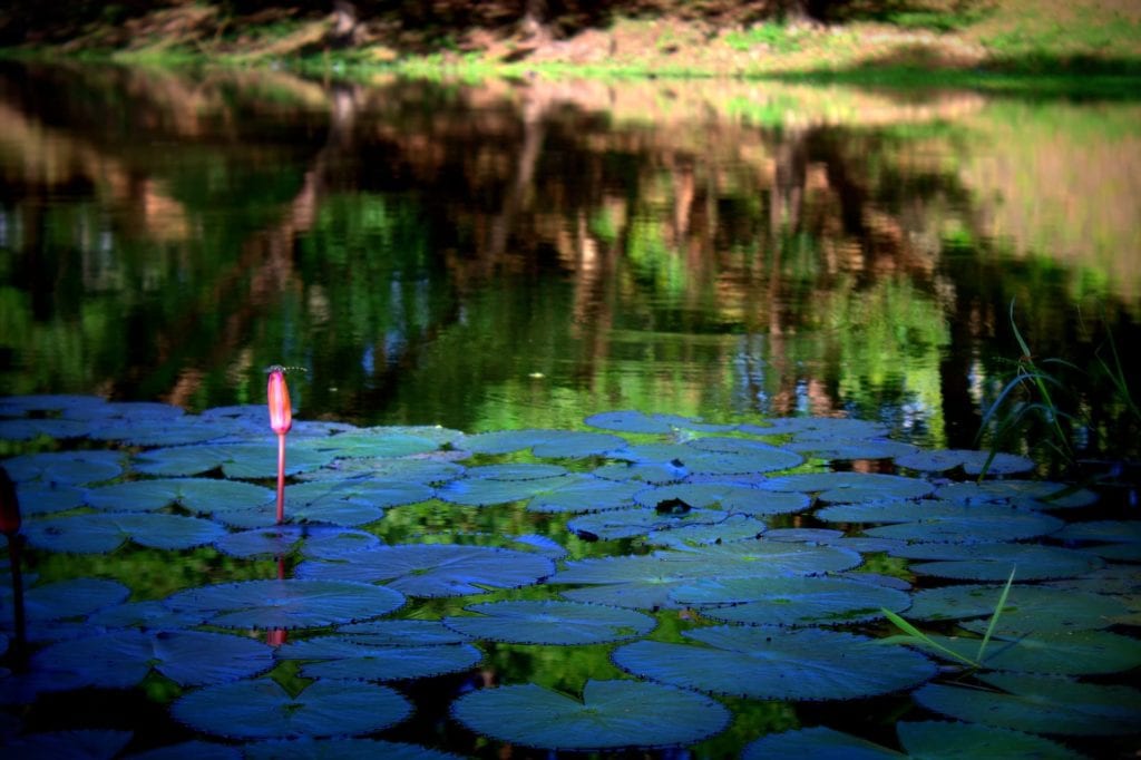 Lotus farm siem reap