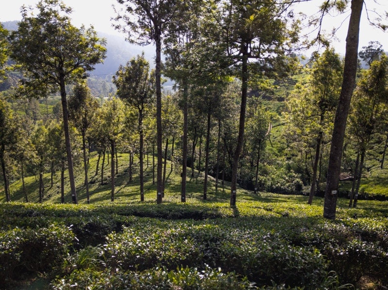 tea plantation nuwara eliya