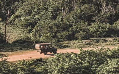 Best Safari In Sri Lanka: Yala Or Udawalawe? 