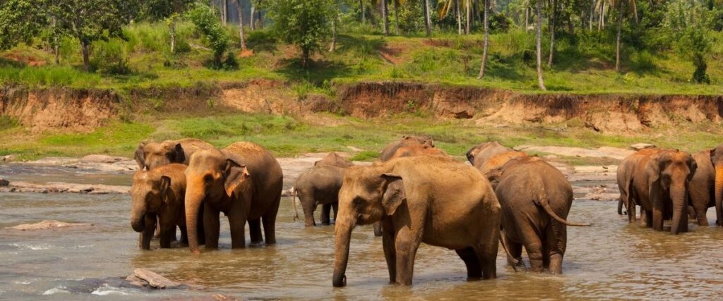 sri lanka elephants