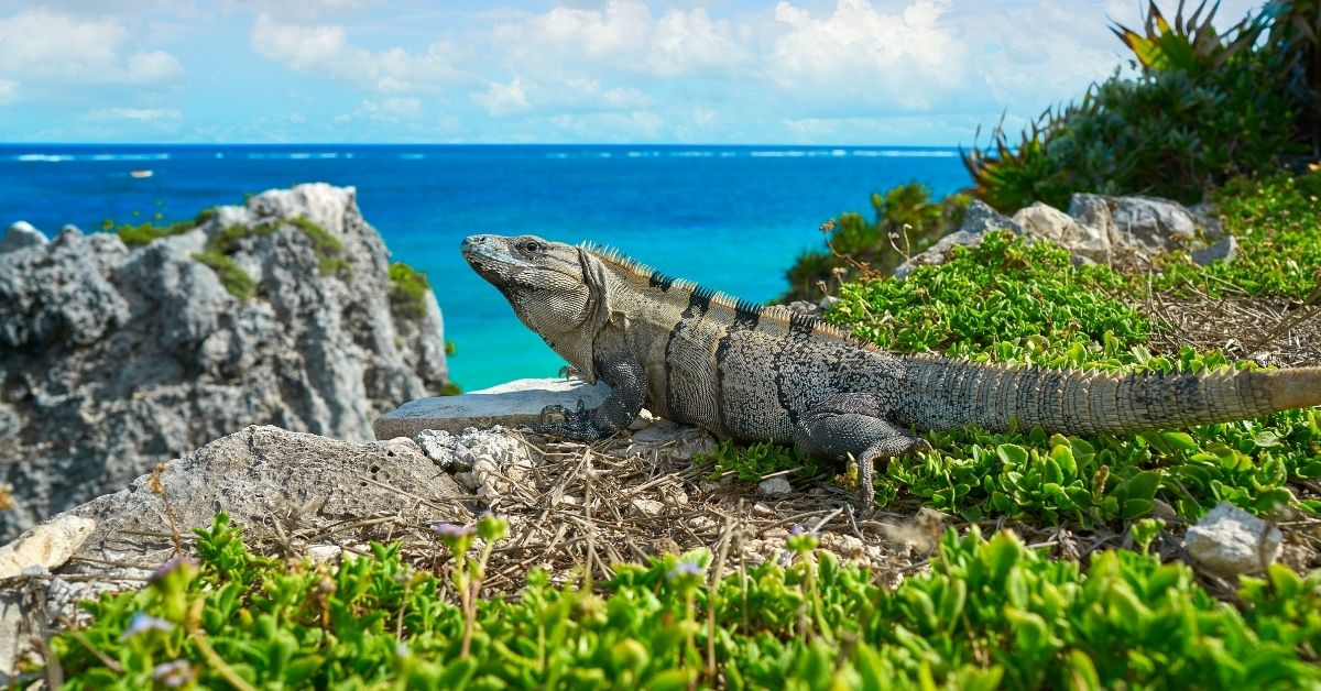 Best time to visit Tulum Mexico