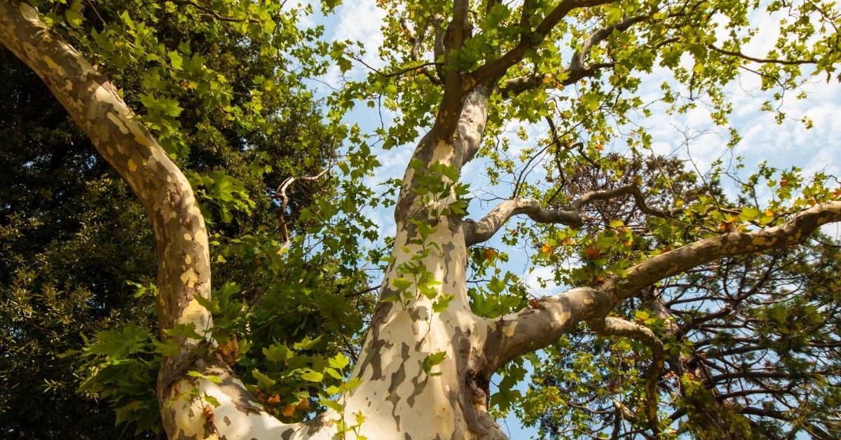 Sycamore tree