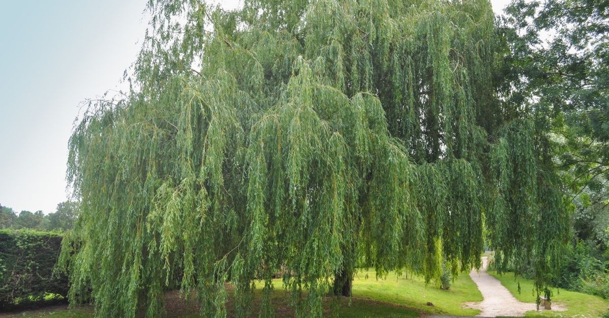 Willow tree