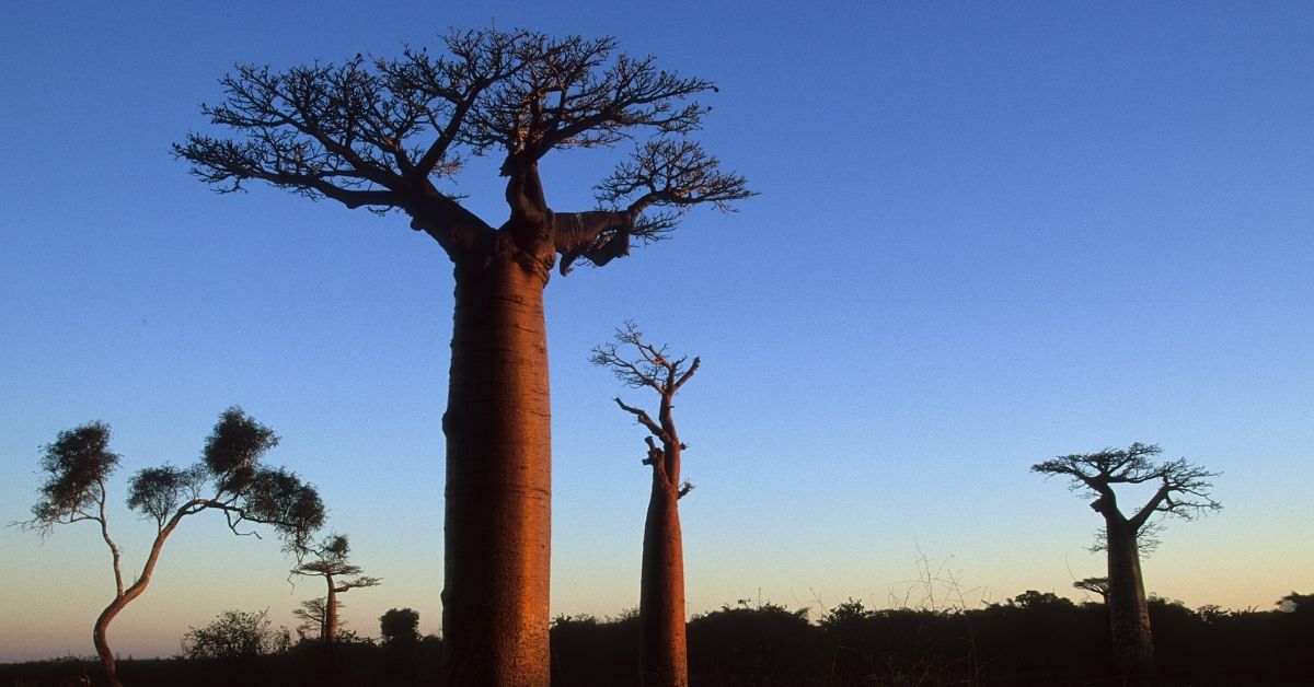 baobab tree