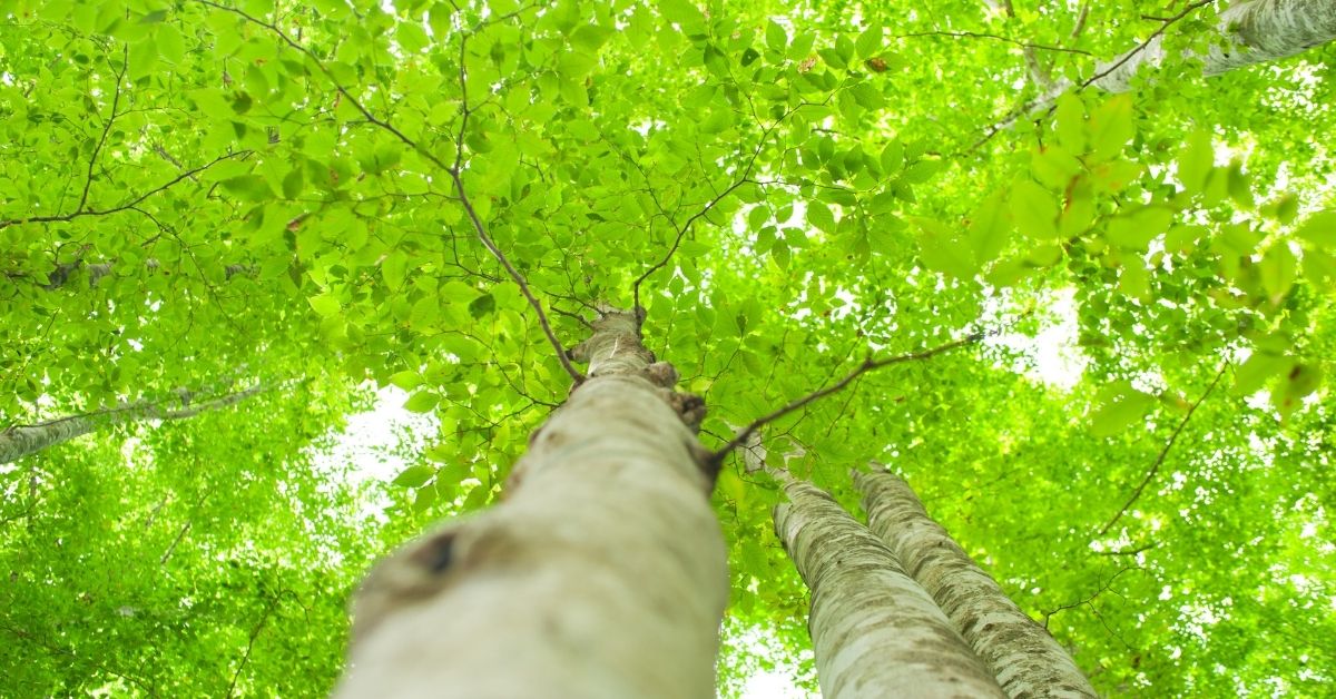 beech tree