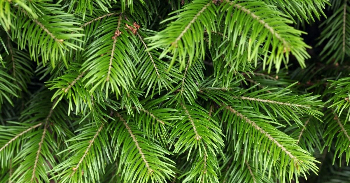 fir tree