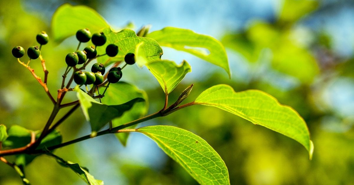 hackberry tree