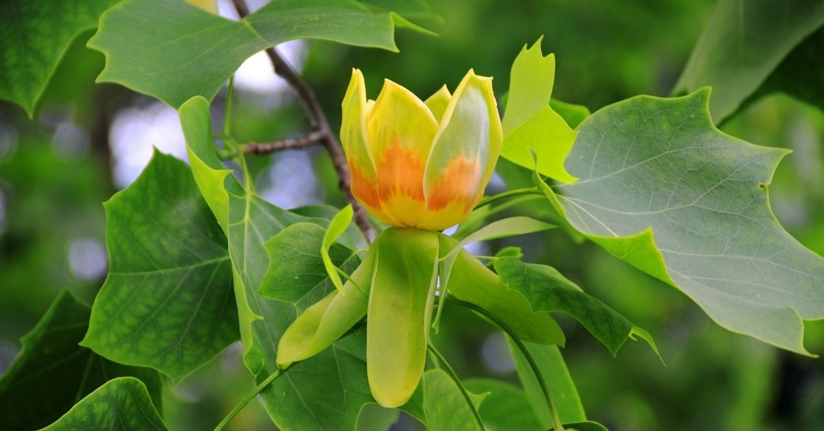 tulip tree