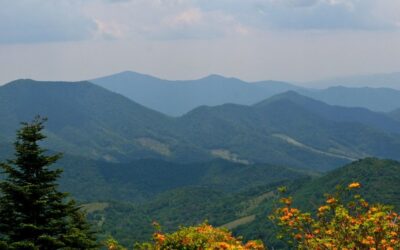 Grizzlies Close Part of the Appalachian Trail