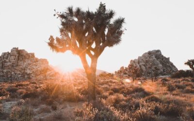 Perfect One Day In Joshua Tree National Park Itinerary