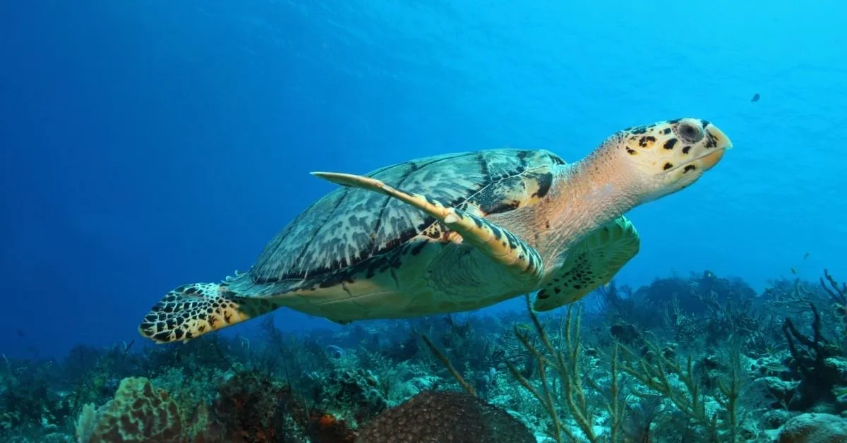 Cozumel turtle