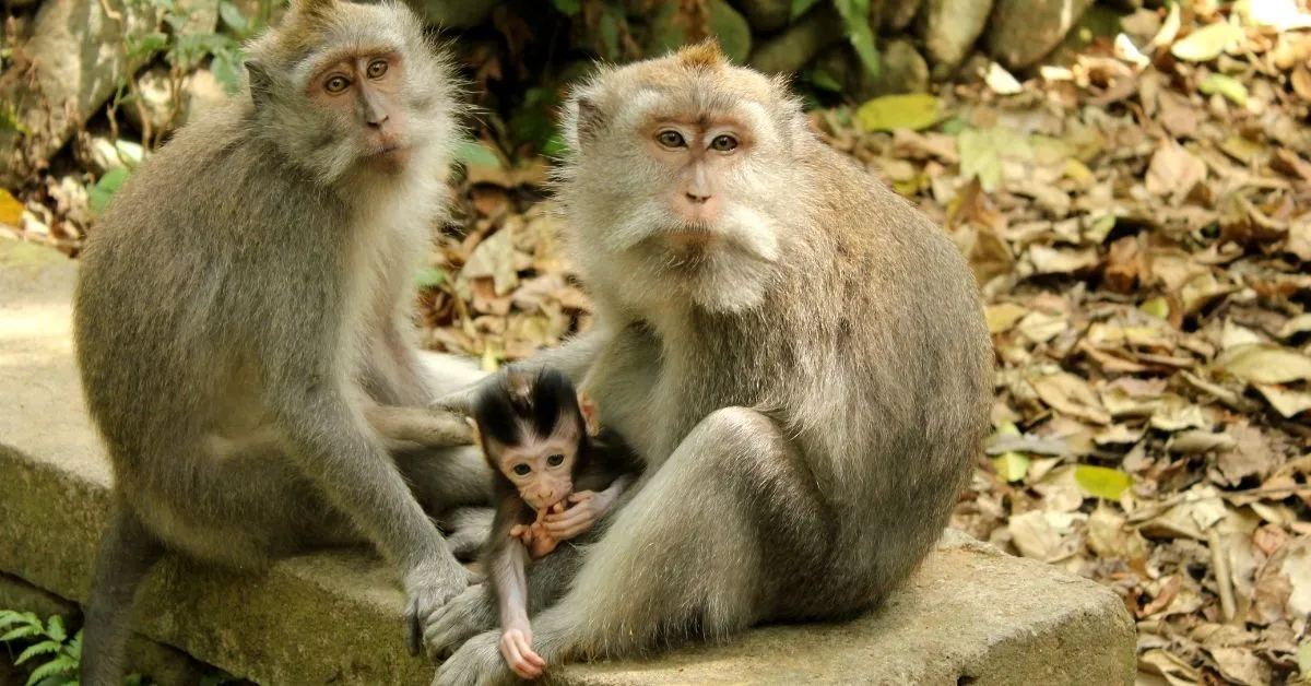 Bali Monkey Forest Ubud