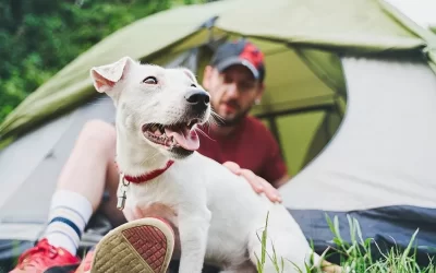 Buying Guide: Best Dog Bed For Camping