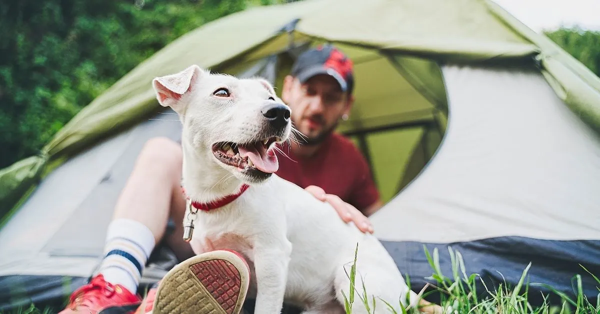 Camping with a dog