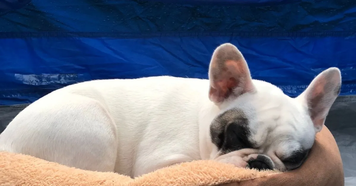 Dog sleeping on camping bed