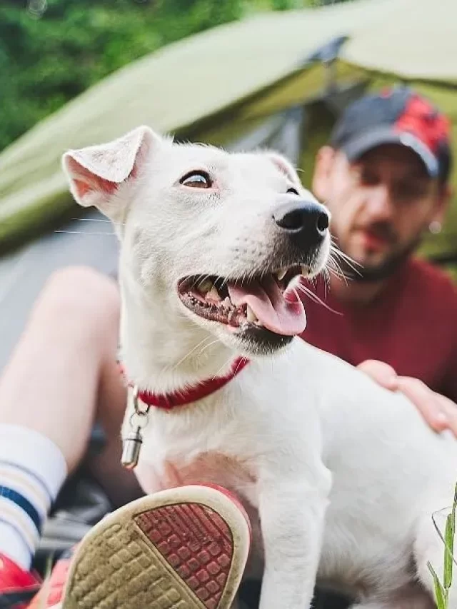 Best Camping Beds For Dogs