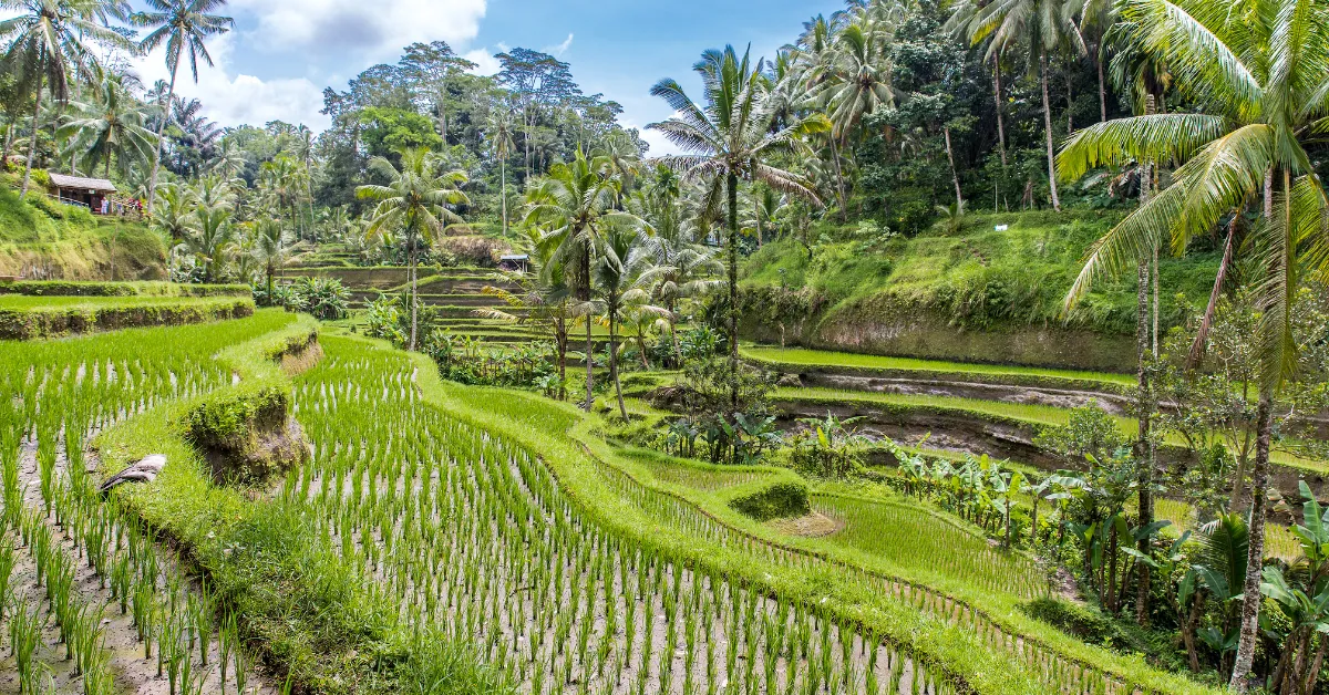bali rice field