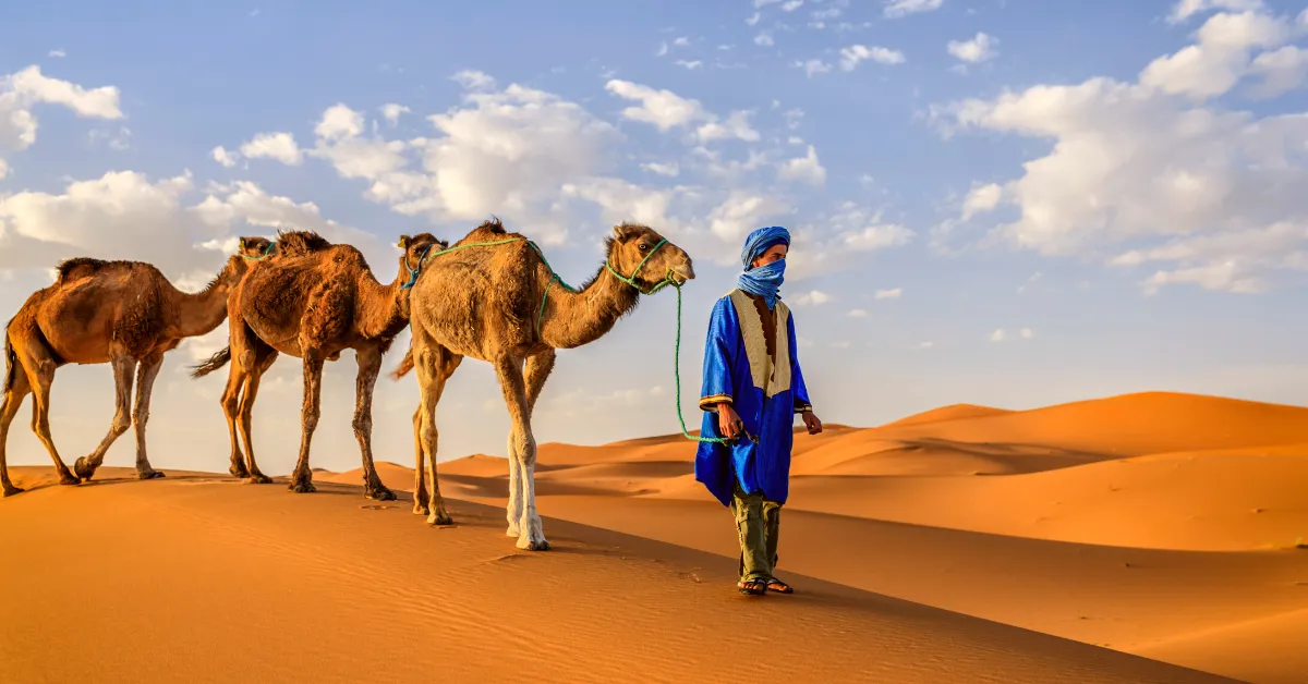 moroccan man leading camel with several following in sahara desert morocco