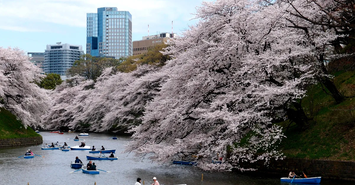 people canoeing down river with cherry blossoms in tokyo