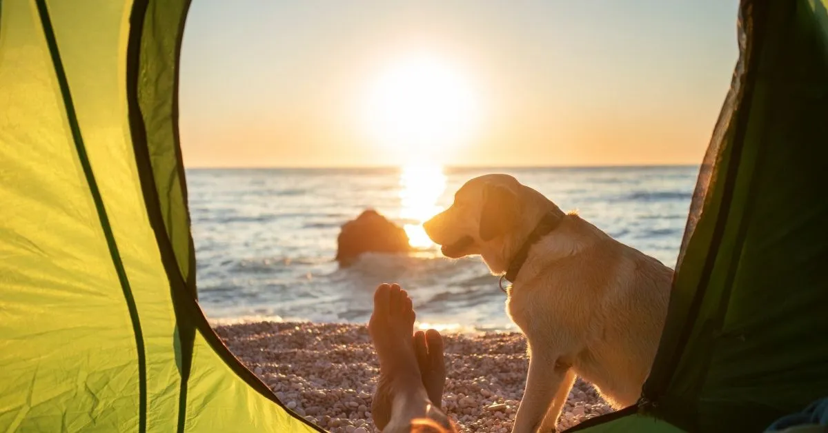 Beach camping with a dog