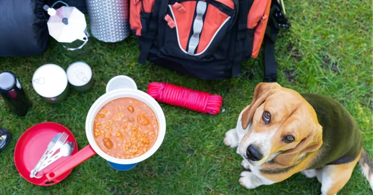 Camping gear when camping with a dog