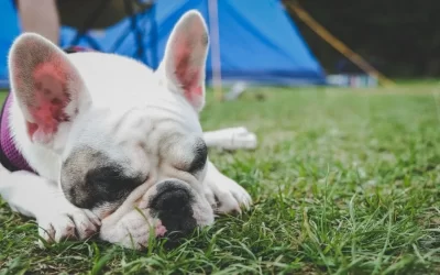 Camping With A Dog: Where Does He Sleep?