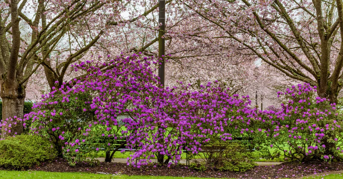 Spring Flowers Cathedral Park Oregon