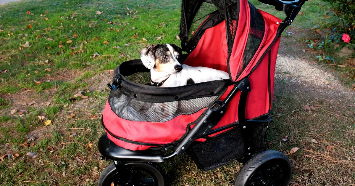 a small dog inside a dog stroller for hiking