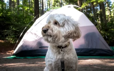 Complete Guide: Best Tents For Camping With Dogs