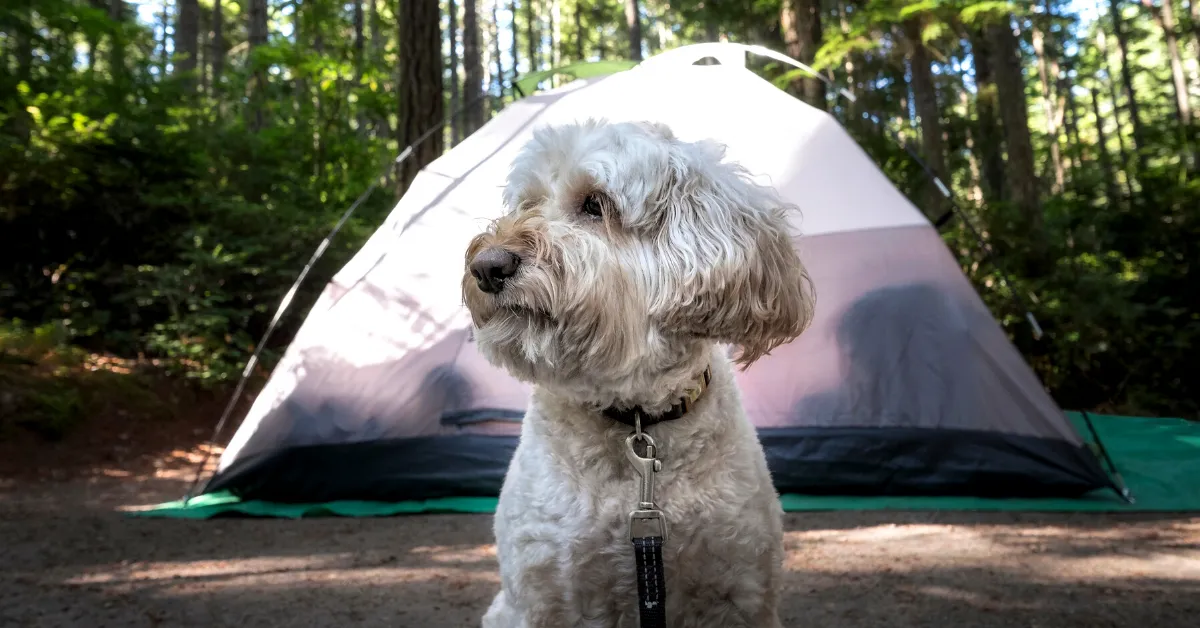 tent camping with dog