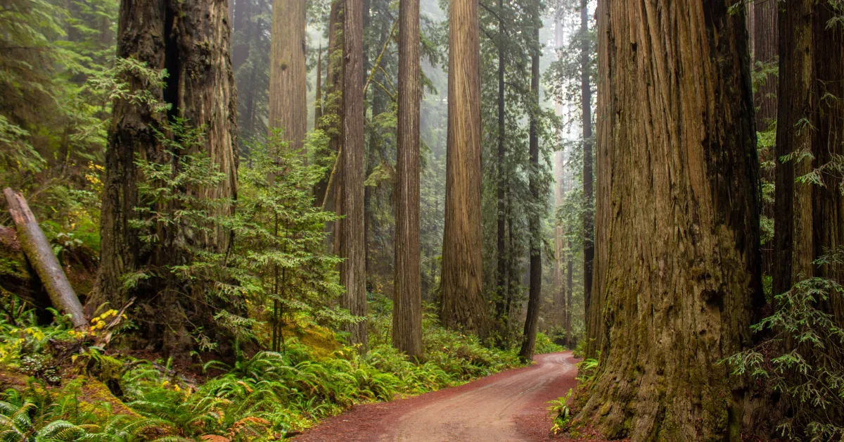 the redwoods trail